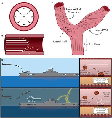 The Aging Risk and Atherosclerosis: A Fresh Look at Arterial Homeostasis